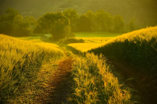 Golden road through morning rye field during colorful calm sunset