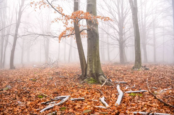 Fantastický Oranžový Podzim Země Lese Slovensko — Stock fotografie