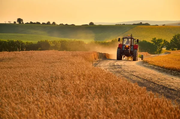 Traktor Jede Přes Pole Plné Zlaté Pšenice — Stock fotografie