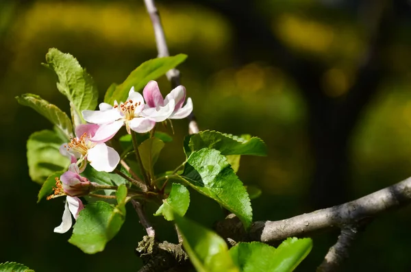 Taze Yeşil Ortamda Bahar Çiçeğinin Detaylı Fotoğrafı — Stok fotoğraf