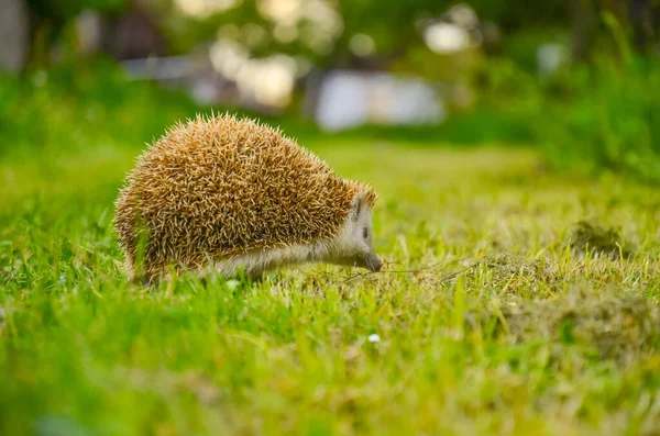 Hedgehog in green garden, edit space animal in nature