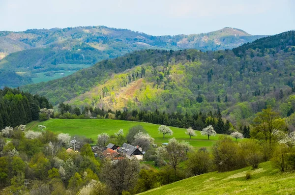 Spring Village Church Houses Rural Scenery Nature Blossom Flowers Trees — Stock Photo, Image