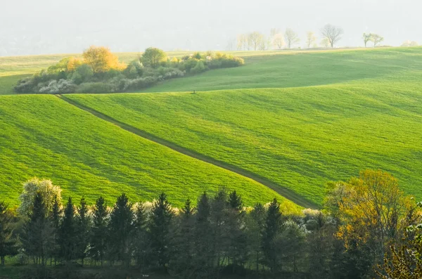 Schöne Grüne Frühlingswiese Sonnenaufgangslicht — Stockfoto