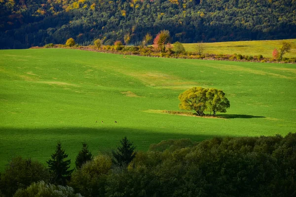 Мирный Осенний Утренний Пейзаж Карпатского Леса — стоковое фото