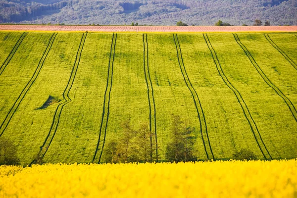 Δρόμος Στο Αγρόκτημα Κόλζα Πράσινα Και Κίτρινα Χρώματα Όμορφη Ταπετσαρία — Φωτογραφία Αρχείου