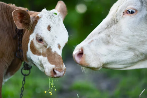 Madre Vaca Ternera Con Flor Amarilla Juntas Pasto Verde Foto — Foto de Stock