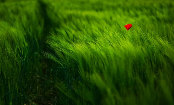 Sozinho Papoula Vermelha Circundando Por Campo Primavera Verde — Fotografia de Stock
