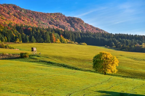 Morgon Höst Landskap Färgglada Träd Och Dimma Indian Sommar — Stockfoto