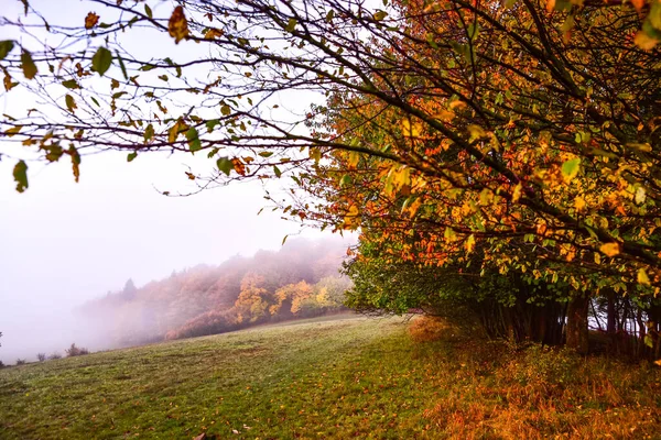 Утренний Осенний Пейзаж Красочные Деревья Туман Индийское Лето — стоковое фото