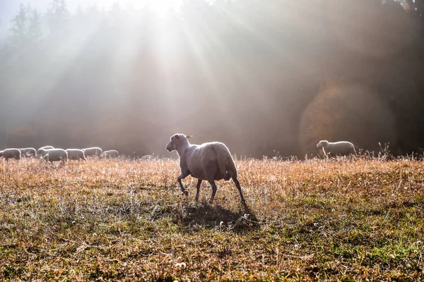 stock image Sheep alone in autumn morning. Beautiful light in background