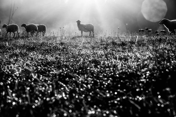 Moutons Sur Prairie Automne Orange Beau Soleil Matin Lumière Rayons — Photo