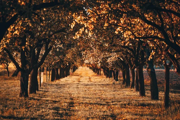 Bela Ruela Romântica Amarela Parque Com Árvores Coloridas Luz Solar — Fotografia de Stock