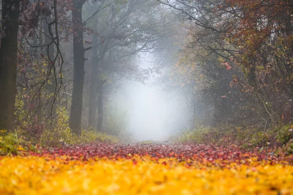 Желтая Осенняя Аллея Утреннем Тумане — стоковое фото