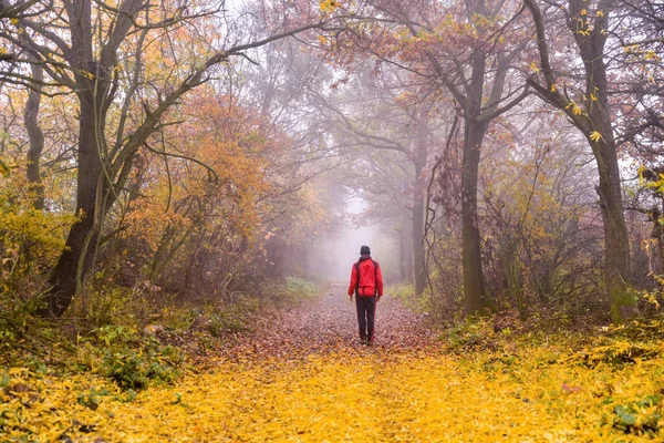 Vägen Höstskogen Löpare Dimmig Morgonnatur — Stockfoto