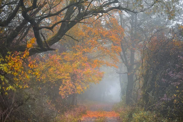 Callejón Otoño Amarillo Naranja Niebla Mañana — Foto de Stock