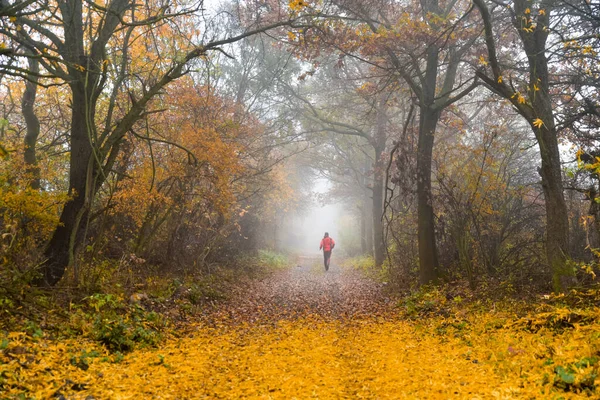 Путь Осенний Лес Бегущий Тумане Утренней Природы — стоковое фото