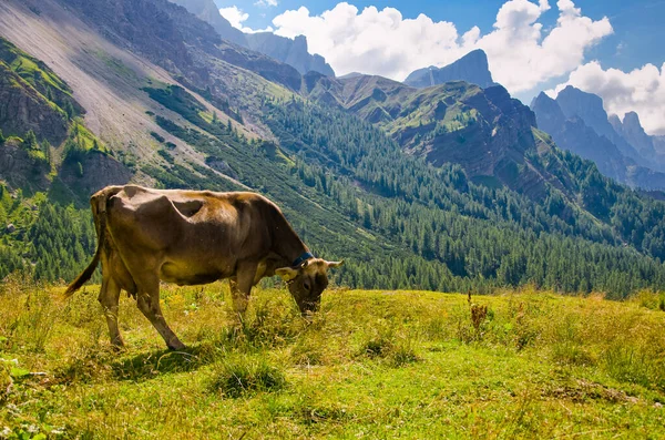 Vaca Bajo Dolomita Pastando Hermoso Prado Verde Paisaje Passo Rolle — Foto de Stock
