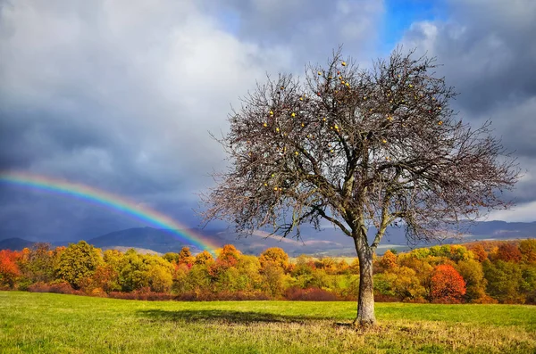 Rainbow over autumn apple tree. colorful photo