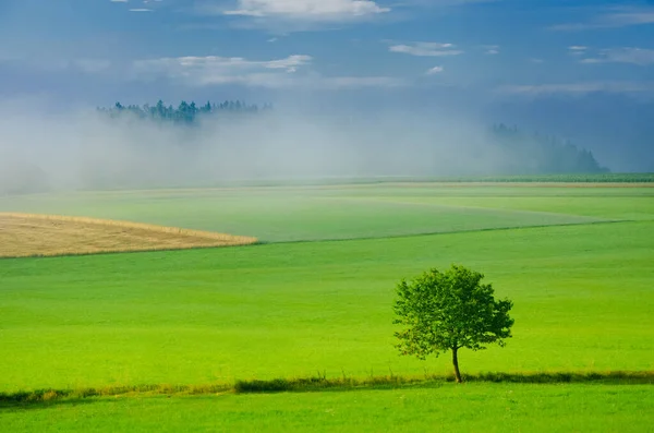 绿色的草地和孤独的绿树 生态概念照片 — 图库照片