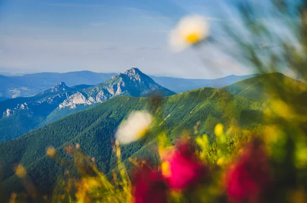Colorido Cume Primavera Verão Montanhas Dos Cárpatos — Fotografia de Stock