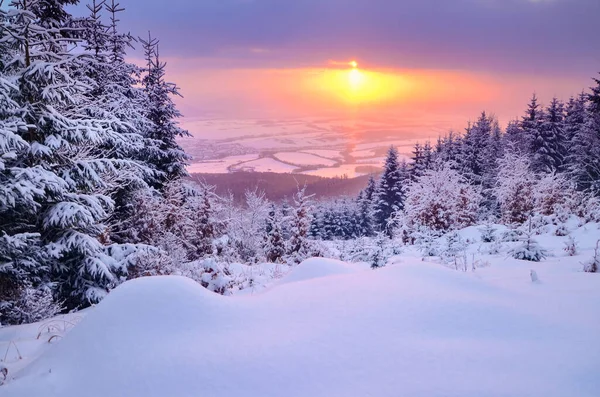 Naaldboom Winternatuur Achtergrond Zonsondergang Hemel — Stockfoto