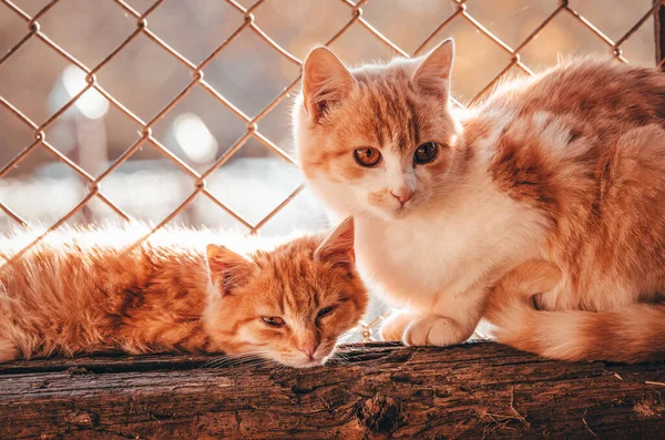 Two cats sleeping together lovely animal photo