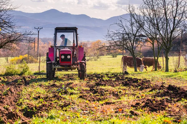 Farmer Tractor Preparing Garden Sowing Two Cows Grazing Background — Stock Photo, Image
