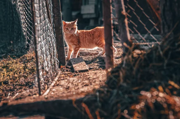 Gatto Solitario Sul Cortile Rurale Autunno Luce Arancione — Foto Stock