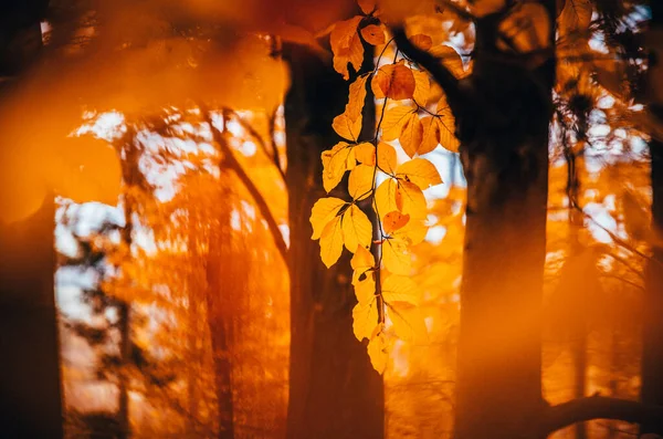 Красочный Осенний Лес Красивая Природа — стоковое фото