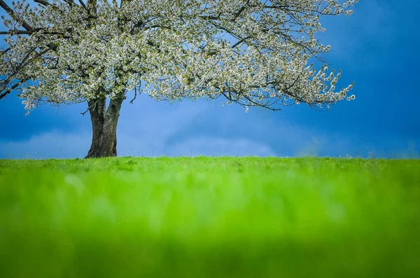 Árvore Cereja Primavera Flor Prado Verde Abaixo Céu Azul — Fotografia de Stock