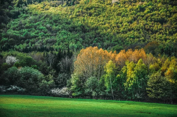 Frühlingswald Allen Grüntönen Mit Besonderem Licht Foto Aus Der Wilden — Stockfoto