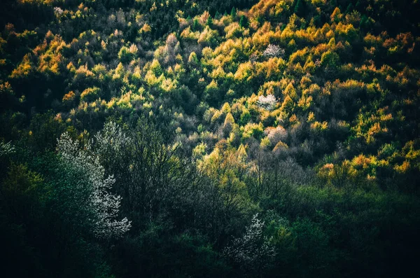 Jarní Les Všemi Barevnými Odstíny Zelené Speciálním Světlem Fotografie Divoké — Stock fotografie