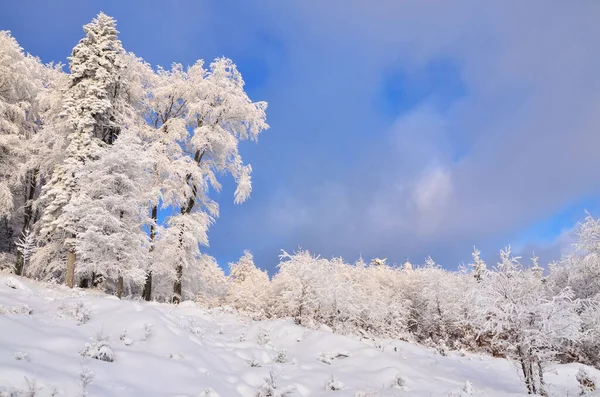 Белый Зимний Снежный Пейзаж Туман Лес Редактируемое Пространство — стоковое фото