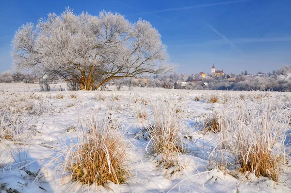 Paysage Enneigé Blanc Hiver Brume Forêt Espace Montage — Photo