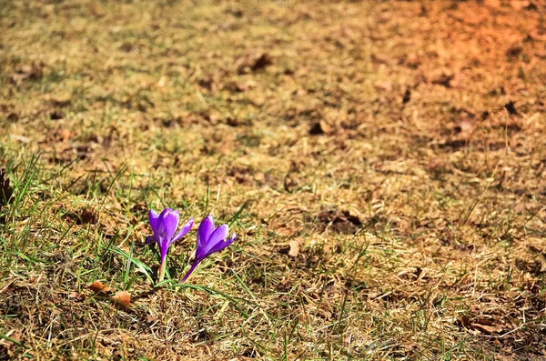 Crocus flower lila violet blossom spring. Original spring background with space for your montage. — Stock Image Crocus Flower Lila Violet Blossom Spring Original Spring Background Space Royalty Free Stock Photos