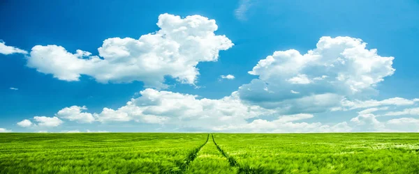 Banner, web page or cover template of Spring green agricultural field under clear blue cloudy sky - wallpaper or background photo. Copy space and panoramic ratio