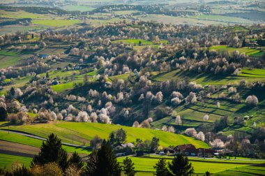 Slovakya 'da bahar. Hrinova yakınlarındaki çayırlar ve tarlalar. Bahar renkli kiraz ağaçları gün batımında