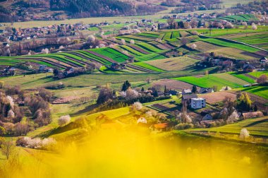 İlkbahar günü çiçek açan ağaçlarla ev yapımı peynir için inek ve koyun yetiştirmek için Hrinova yakınlarındaki eşsiz ekolojik arazi yönetimi.