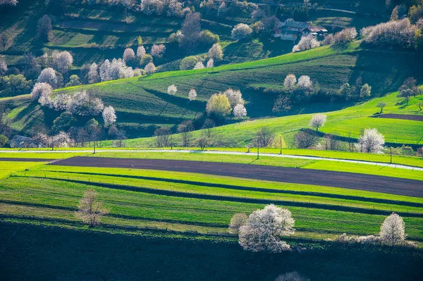Spring in Slovakia. Meadows and fields landscape near Hrinova. Spring colored cherry trees at sunset