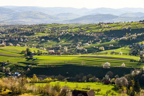 Primavera Eslováquia Prados Campos Paisagem Perto Hrinova Cerejeiras Cor Primavera — Fotografia de Stock