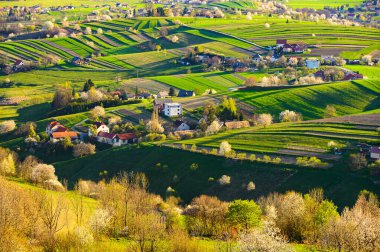 Bahar kiraz ağacı, Slovakya 'daki çayırlar ve tarlalar. Çiçek açan kiraz ağaçları. Hrinova 'da yeni bir ülke.