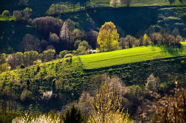 Primavera Hermoso Paisaje Agrícola Campos Cultivo Verde Para Los Animales — Foto de Stock