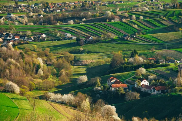 Primavera Bela Paisagem Agrícola Campos Agrícolas Verdes Para Animais Vegetais — Fotografia de Stock