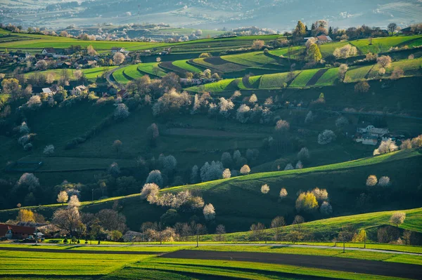 Primavera Bela Paisagem Agrícola Campos Agrícolas Verdes Para Animais Vegetais — Fotografia de Stock