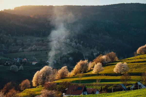 Primavera Slovacchia Prati Campi Paesaggio Vicino Hrinova Primavera Alberi Ciliegio — Foto Stock