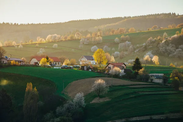 Primavera Slovacchia Prati Campi Paesaggio Vicino Hrinova Primavera Alberi Ciliegio — Foto Stock