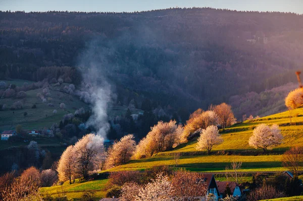 Весна Словакии Ландшафт Лугов Полей Близ Гриновой Весенние Цветные Вишни — стоковое фото
