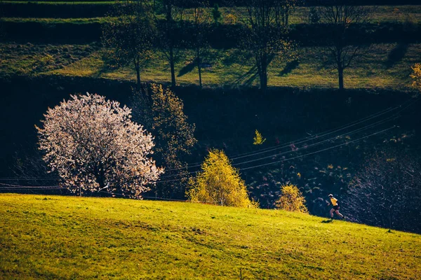 Atleta Correndo Paisagem Primavera Perto Árvore Cereja Flor — Fotografia de Stock