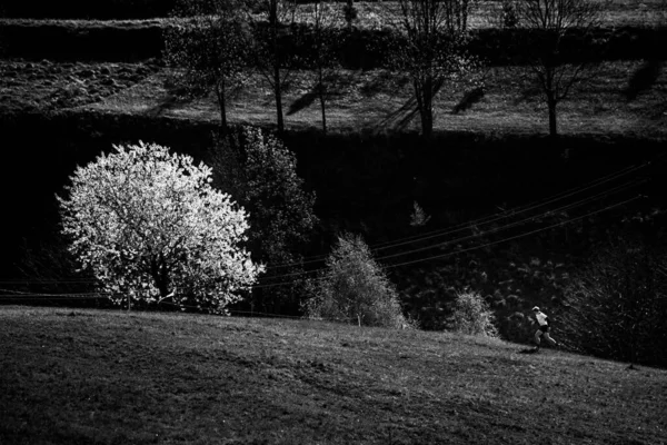 Athlète Courant Dans Paysage Printanier Près Cerisier Fleurs Photo Noir — Photo