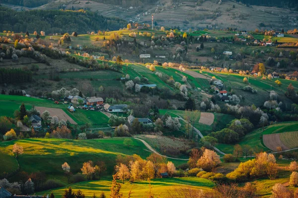 Alba Primaverile Paesaggio Rurale Con Ciliegie Fiore Campi Verdi Piccole — Foto Stock